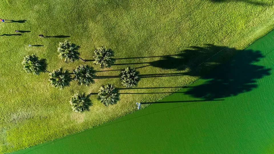 Campo de golfe com palmeiras e sombras verdes.