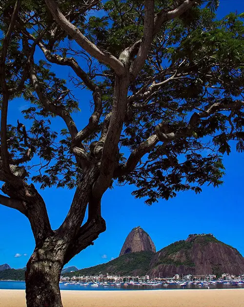 Praia com árvore escura e montanhas rochosas ao fundo.