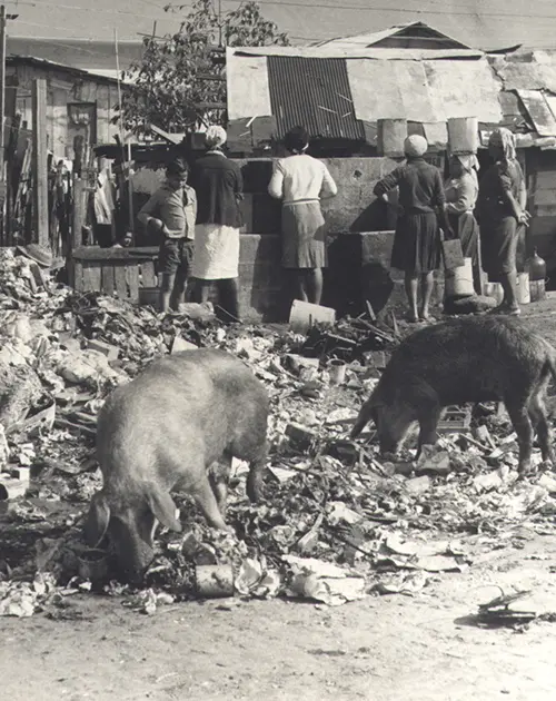 Fotografia preto e branco de favela com porcos e pessoas em torno de muro de pedra.