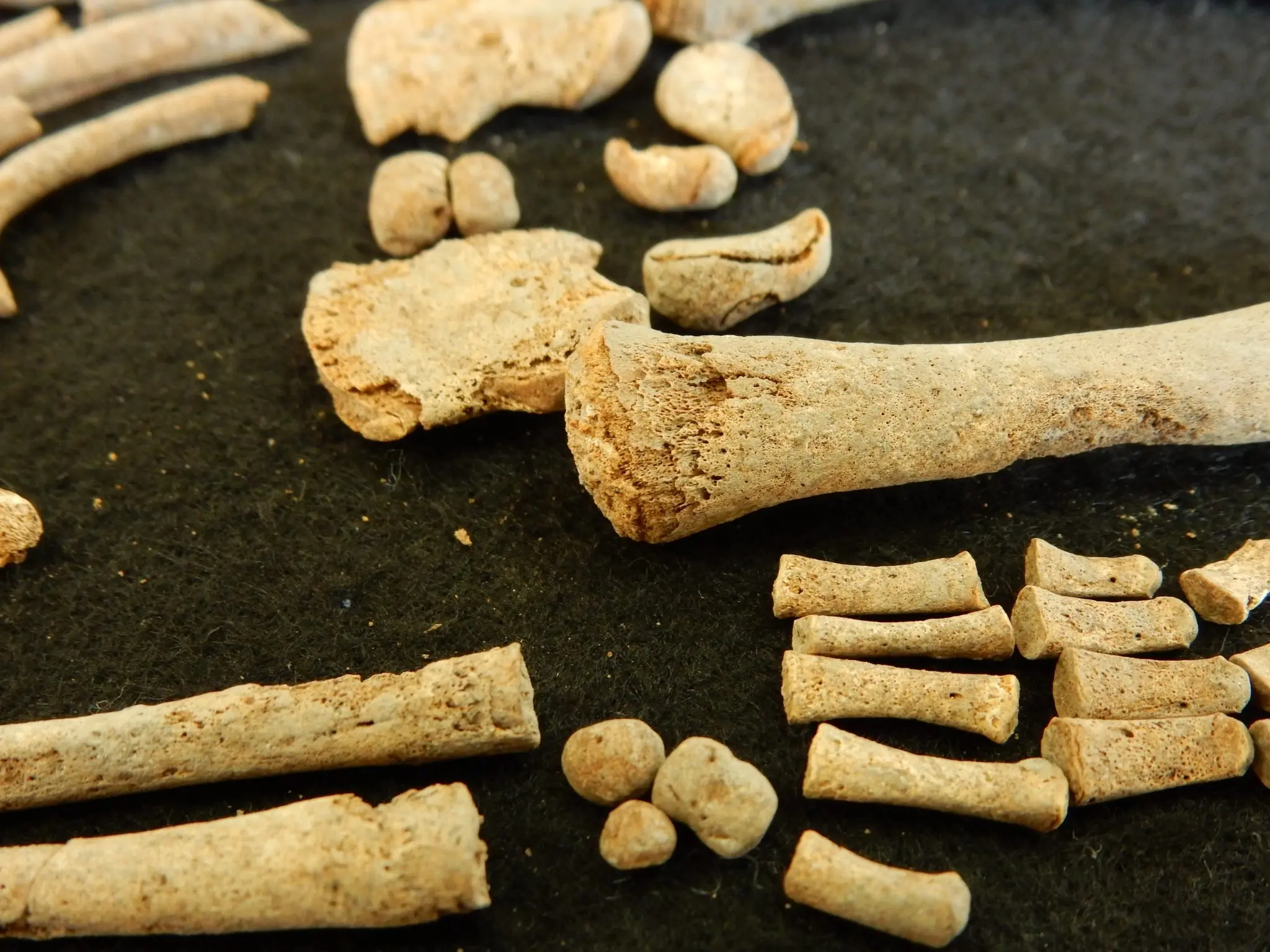 Ossos humanos fósseis em fundo escuro.