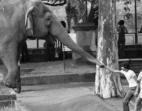 Elefante toca pessoa em zoológico preto e branco.