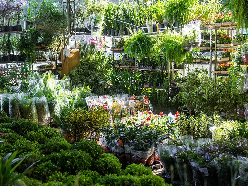 Estande de plantas em mercado/jardim com variedade de vasos e sacos plásticos.