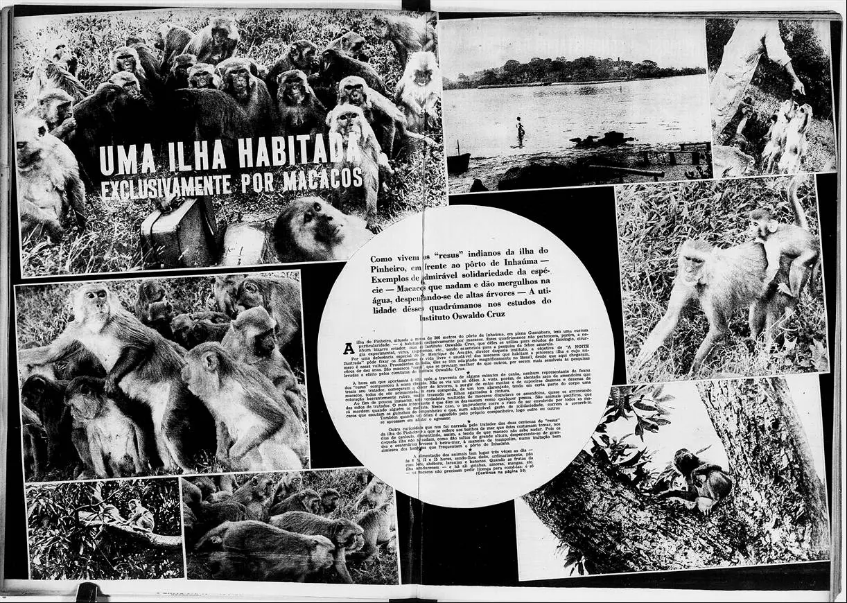 Macacos em diferentes situações naturais e humanas.