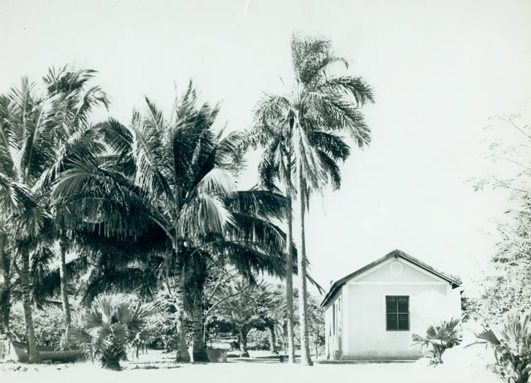Casa isolada em vegetação tropical, palmeiras altas e céu claro.