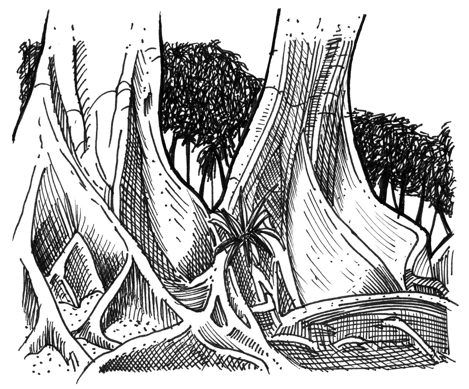 Paisagem em preto e branco com árvores e vegetação.
