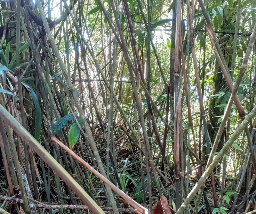 Floresta densa com galhos de bambu e folhagens verdes.