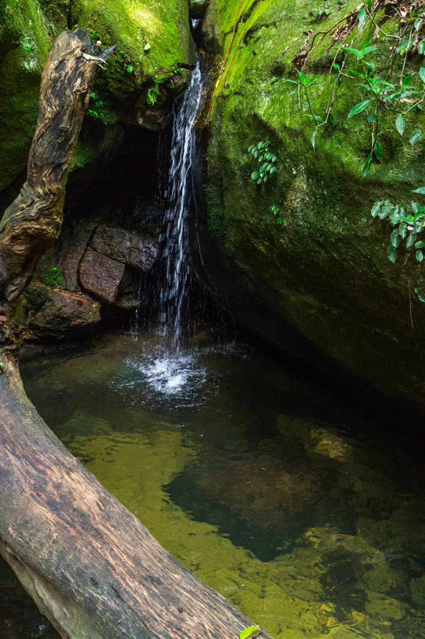 Cascata em ambiente natural com árvore caída e rochas verdes.