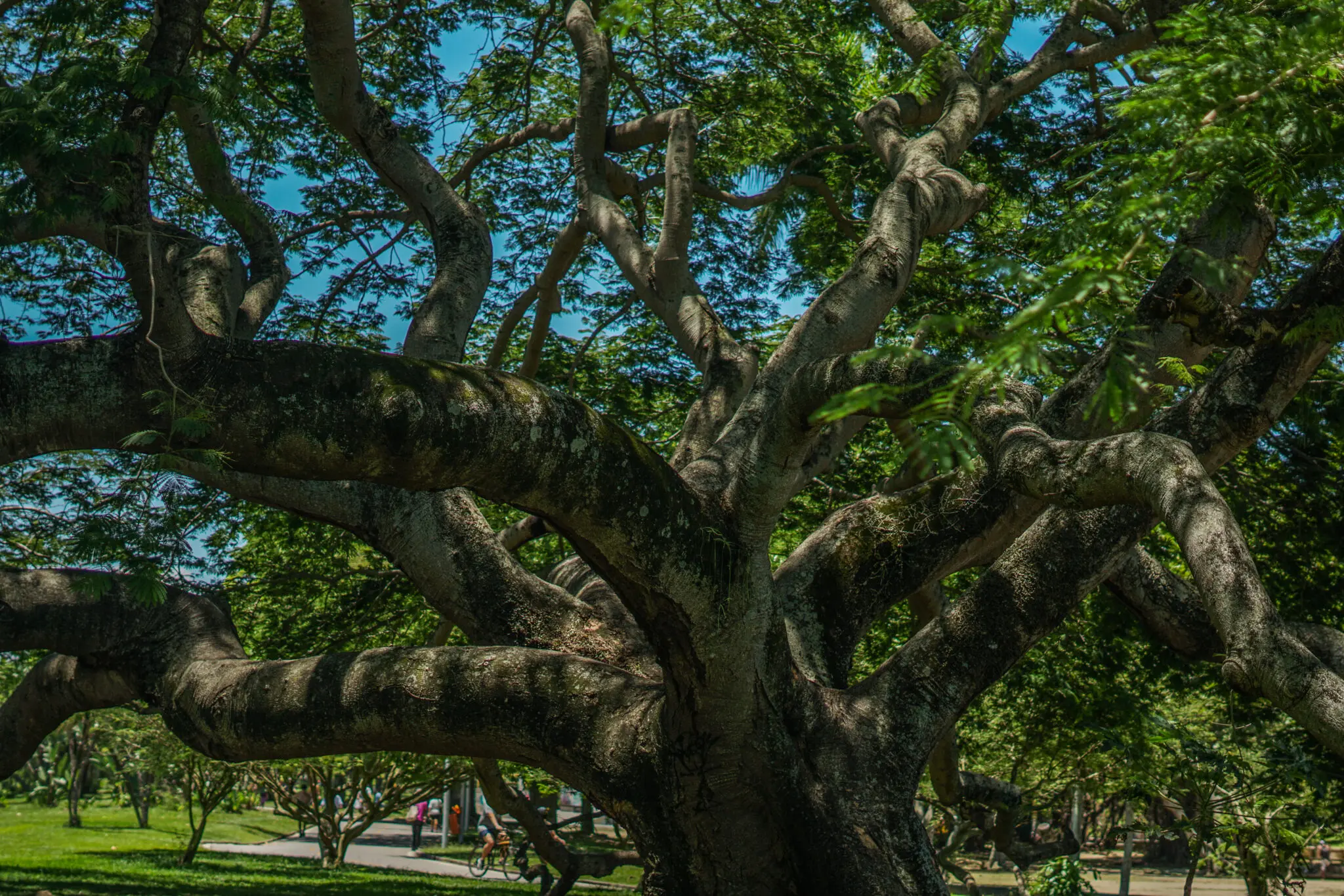 Árvore grande com ramificações espessas e curvas, raízes visíveis, fundo verde com pessoas caminhando e bicicletas, céu azul claro.