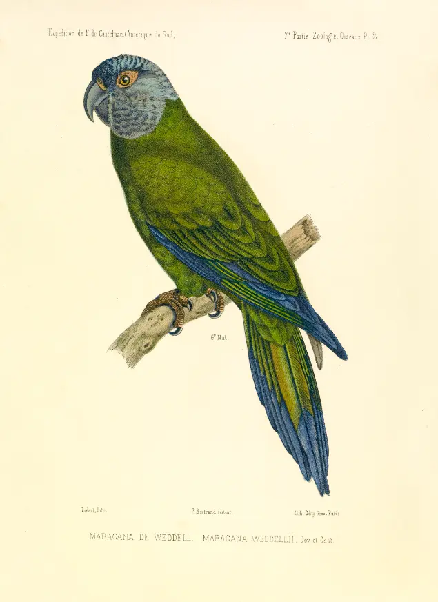 Papagaio verde com detalhes azuis e amarelos, sentado em galho de madeira.