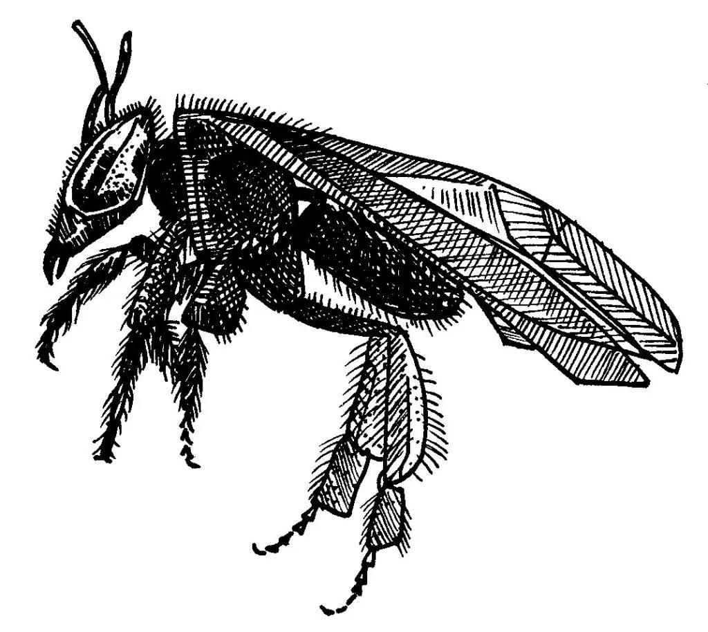 Gravura preto e branco de inseto detalhado.