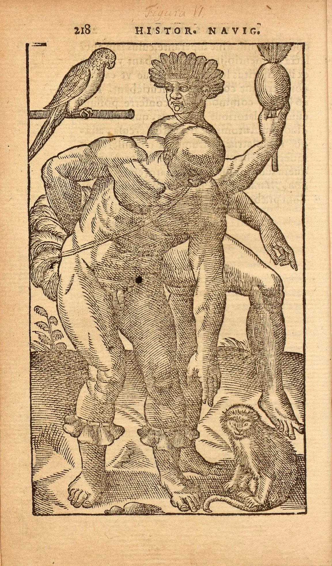 Indigena